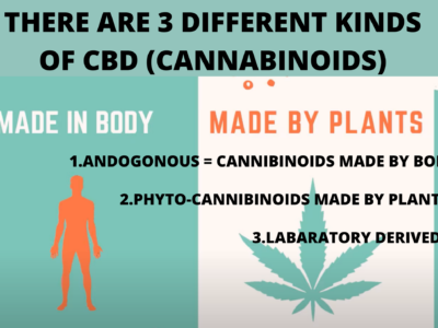 How CBD Supports Your Body and Wellness