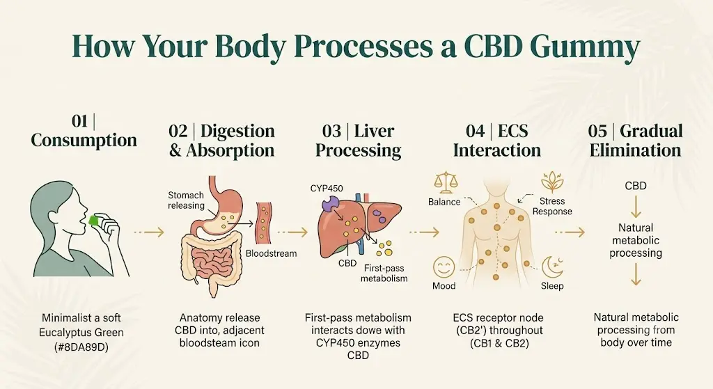 Diagram showing the 5-step digestion and metabolism process of a CBD gummy in the human body.
